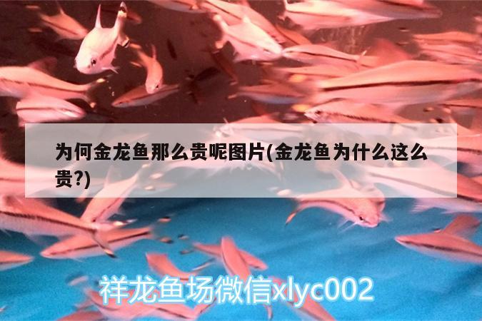 為何金龍魚那么貴呢圖片(金龍魚為什么這么貴?)