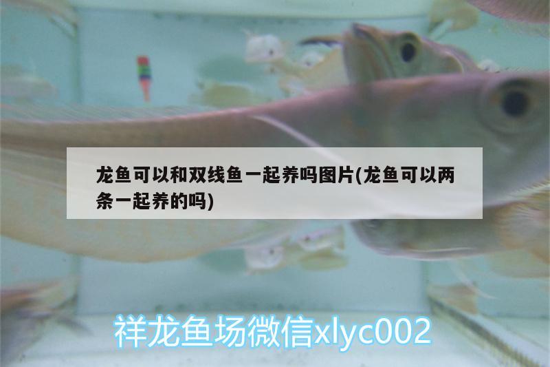 龍魚可以和雙線魚一起養(yǎng)嗎圖片(龍魚可以兩條一起養(yǎng)的嗎) 印尼虎苗