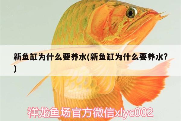 新魚缸為什么要養(yǎng)水(新魚缸為什么要養(yǎng)水?) 薩伊藍(lán)魚