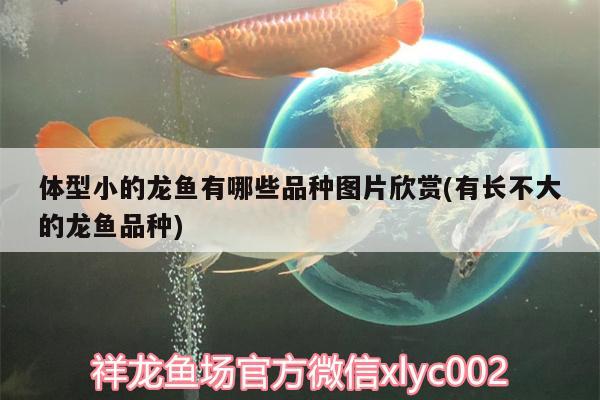 體型小的龍魚有哪些品種圖片欣賞(有長不大的龍魚品種)