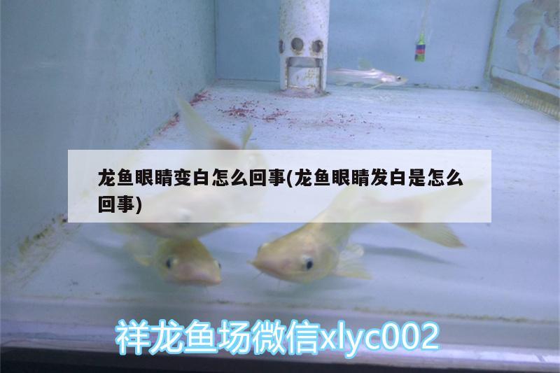 龍魚眼睛變白怎么回事(龍魚眼睛發(fā)白是怎么回事)