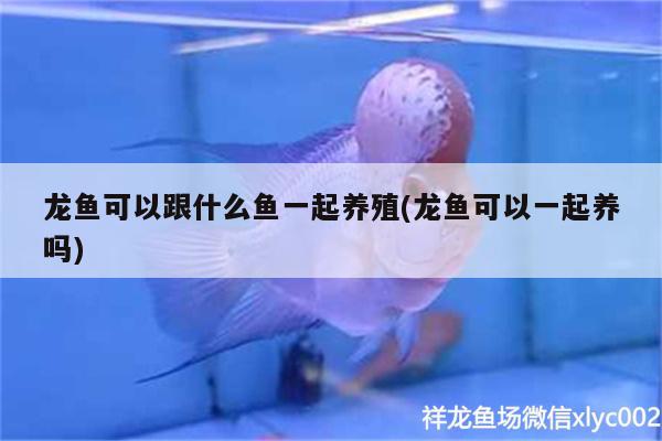 龍魚可以跟什么魚一起養(yǎng)殖(龍魚可以一起養(yǎng)嗎)