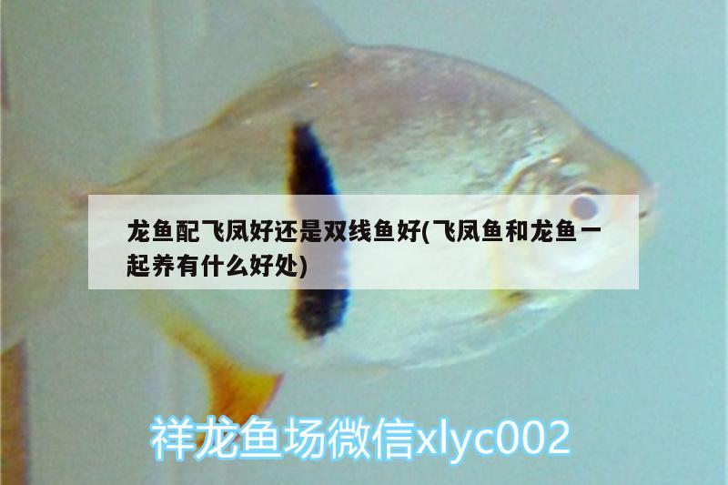 龍魚配飛鳳好還是雙線魚好(飛鳳魚和龍魚一起養(yǎng)有什么好處) 飛鳳魚