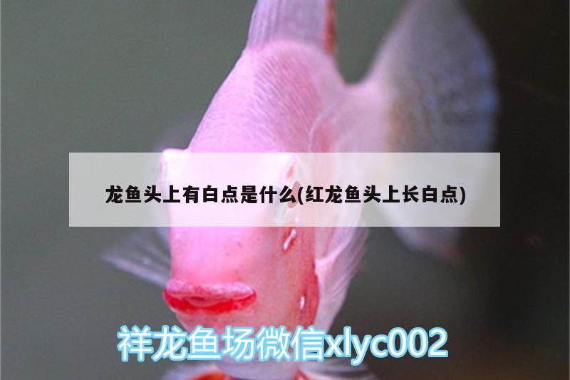 龍魚頭上有白點(diǎn)是什么(紅龍魚頭上長白點(diǎn))