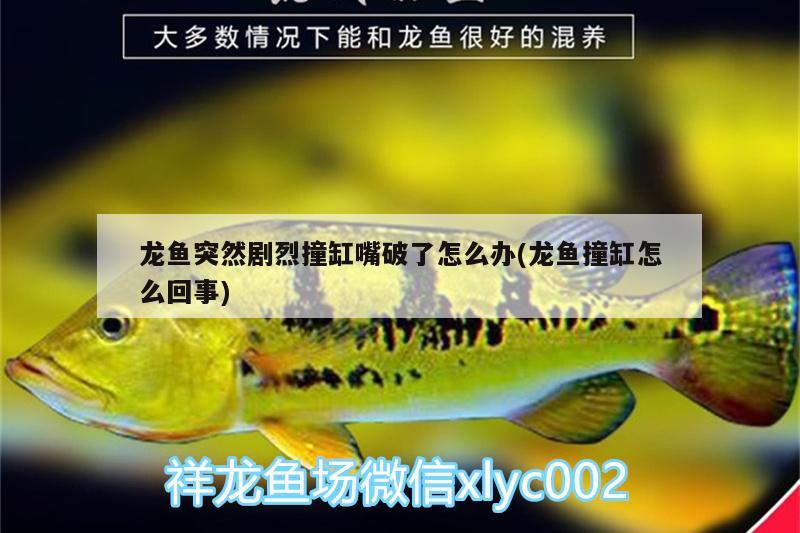 龍魚突然劇烈撞缸嘴破了怎么辦(龍魚撞缸怎么回事)