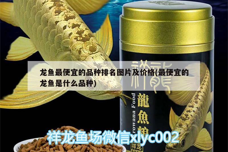 龍魚最便宜的品種排名圖片及價(jià)格(最便宜的龍魚是什么品種)