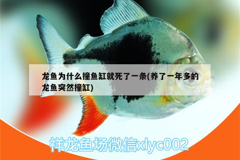 龍魚為什么撞魚缸就死了一條(養(yǎng)了一年多的龍魚突然撞缸)