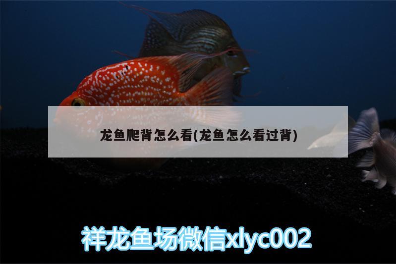 龍魚爬背怎么看(龍魚怎么看過背)