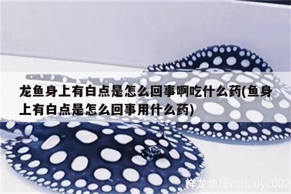 龍魚身上有白點(diǎn)是怎么回事啊吃什么藥(魚身上有白點(diǎn)是怎么回事用什么藥)