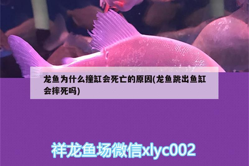 龍魚為什么撞缸會死亡的原因(龍魚跳出魚缸會摔死嗎) 吉羅魚批發(fā)