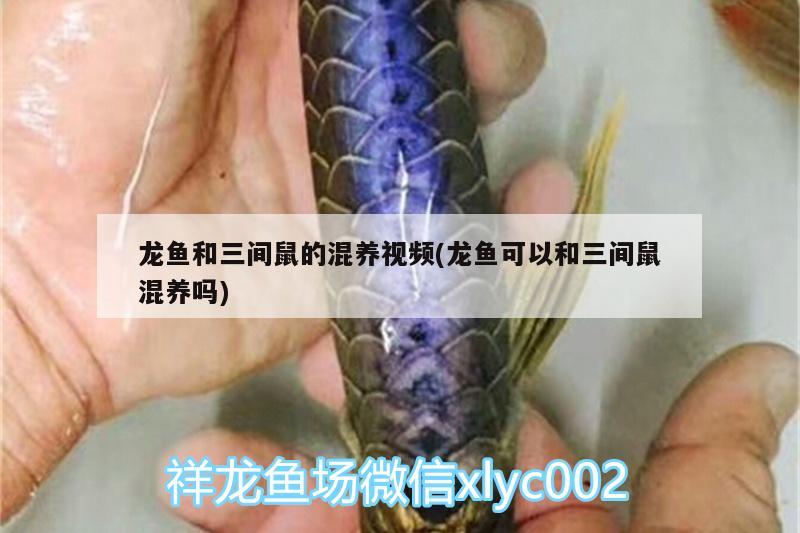 龍魚和三間鼠的混養(yǎng)視頻(龍魚可以和三間鼠混養(yǎng)嗎)