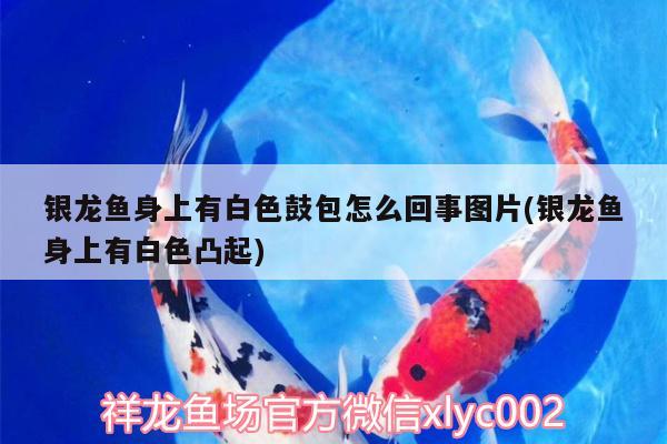 銀龍魚身上有白色鼓包怎么回事圖片(銀龍魚身上有白色凸起)