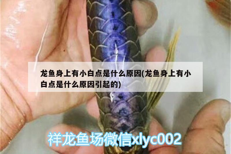 龍魚身上有小白點是什么原因(龍魚身上有小白點是什么原因引起的) 金頭過背金龍魚