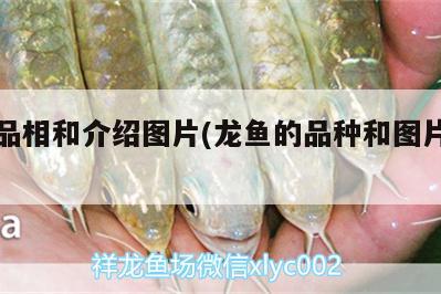 龍魚品相和介紹圖片(龍魚的品種和圖片大全)