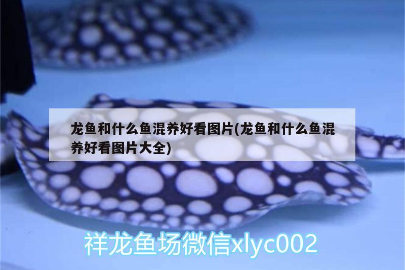 龍魚和什么魚混養(yǎng)好看圖片(龍魚和什么魚混養(yǎng)好看圖片大全) 慈雕魚