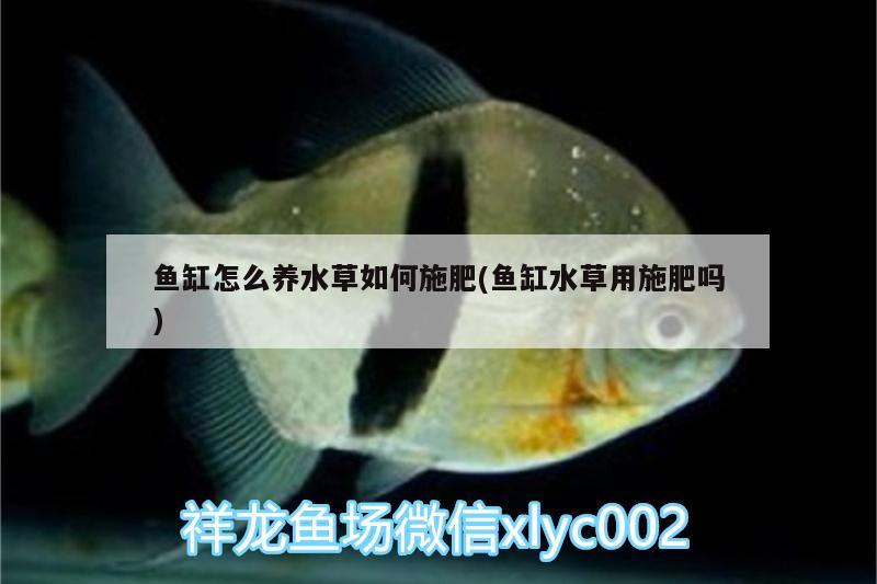 魚缸怎么養(yǎng)水草如何施肥(魚缸水草用施肥嗎)