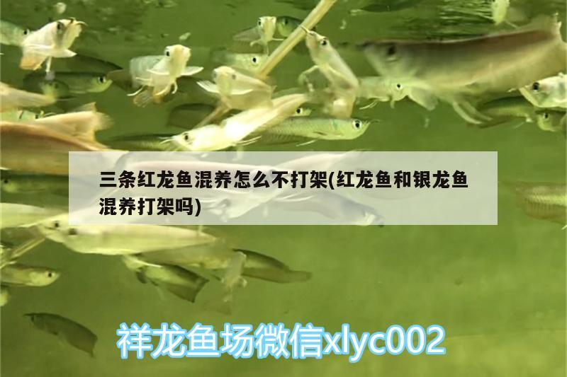 三條紅龍魚混養(yǎng)怎么不打架(紅龍魚和銀龍魚混養(yǎng)打架嗎) 銀龍魚百科