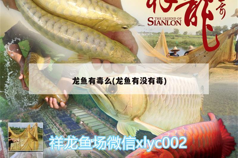 龍魚有毒么(龍魚有沒有毒) 祥龍超血紅龍魚