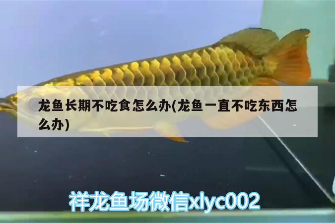 龍魚長期不吃食怎么辦(龍魚一直不吃東西怎么辦) PH調(diào)節(jié)劑