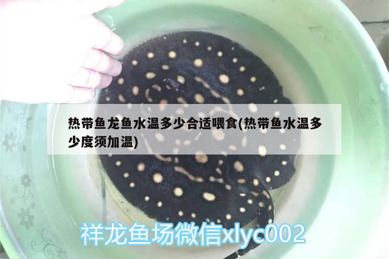 熱帶魚龍魚水溫多少合適喂食(熱帶魚水溫多少度須加溫)