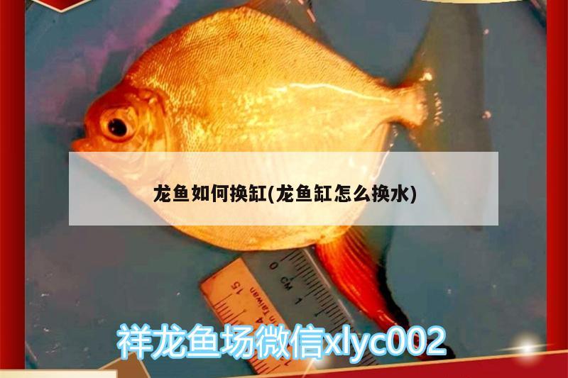 龍魚(yú)如何換缸(龍魚(yú)缸怎么換水) 龍魚(yú)批發(fā)