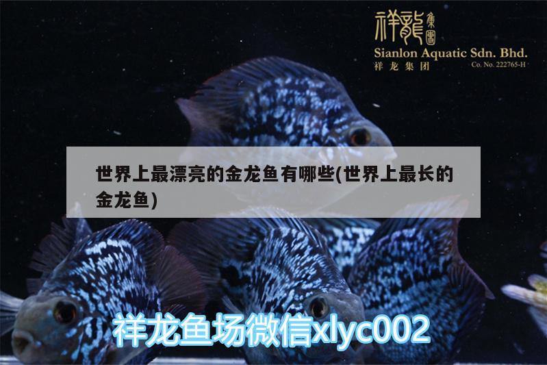 世界上最漂亮的金龍魚有哪些(世界上最長的金龍魚)