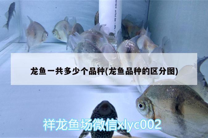 龍魚一共多少個品種(龍魚品種的區(qū)分圖)