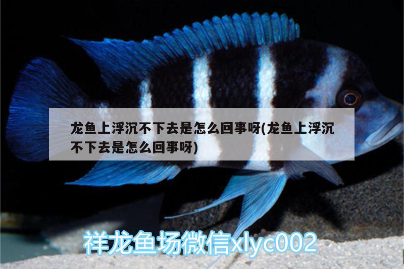 龍魚上浮沉不下去是怎么回事呀(龍魚上浮沉不下去是怎么回事呀)