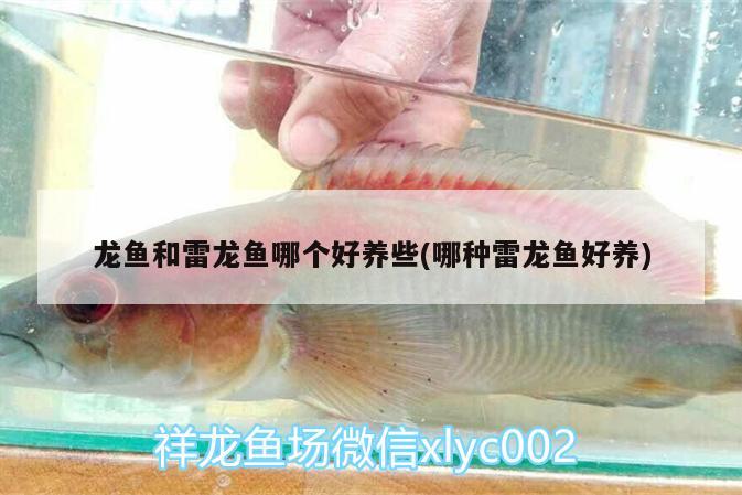 龍魚和雷龍魚哪個(gè)好養(yǎng)些(哪種雷龍魚好養(yǎng)) 羅漢魚