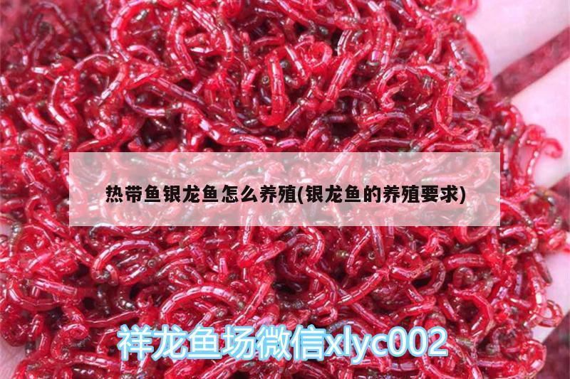 熱帶魚銀龍魚怎么養(yǎng)殖(銀龍魚的養(yǎng)殖要求)