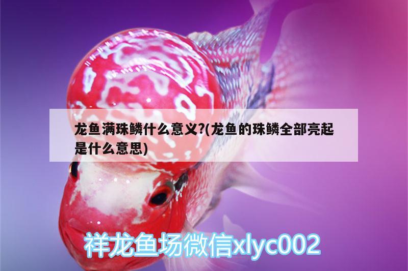 龍魚滿珠鱗什么意義?(龍魚的珠鱗全部亮起是什么意思)