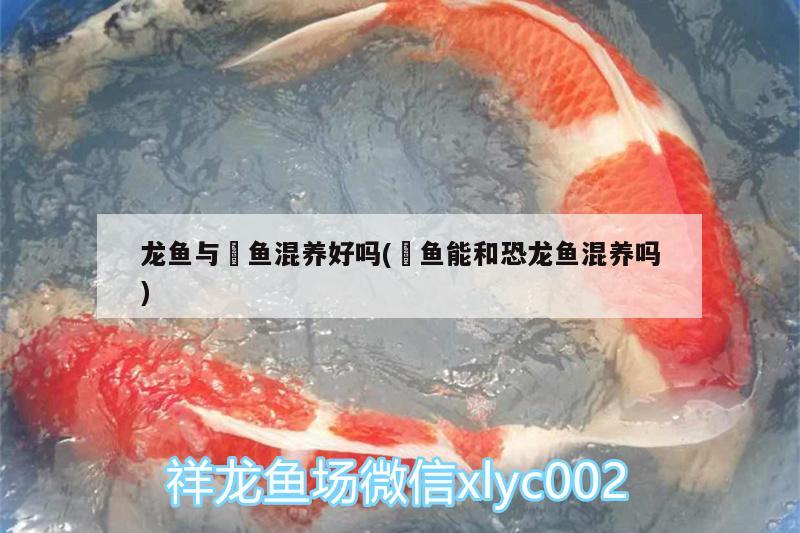 龍魚與魟魚混養(yǎng)好嗎(魟魚能和恐龍魚混養(yǎng)嗎) 狗仔招財(cái)貓魚