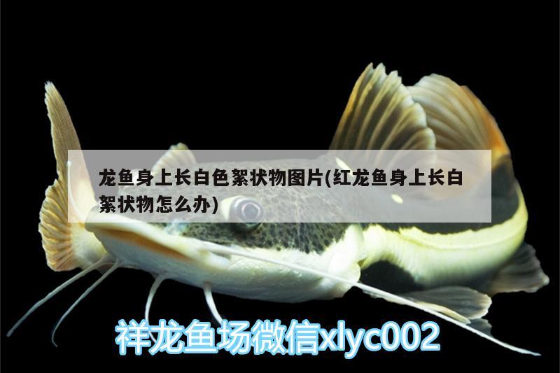 龍魚身上長白色絮狀物圖片(紅龍魚身上長白絮狀物怎么辦)