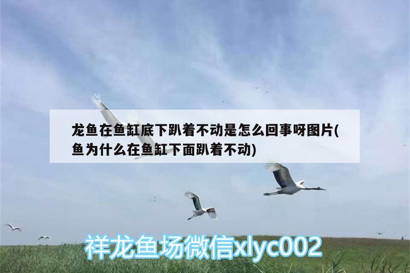 龍魚在魚缸底下趴著不動是怎么回事呀圖片(魚為什么在魚缸下面趴著不動)