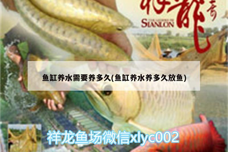 魚缸養(yǎng)水需要養(yǎng)多久(魚缸養(yǎng)水養(yǎng)多久放魚) 申古三間魚