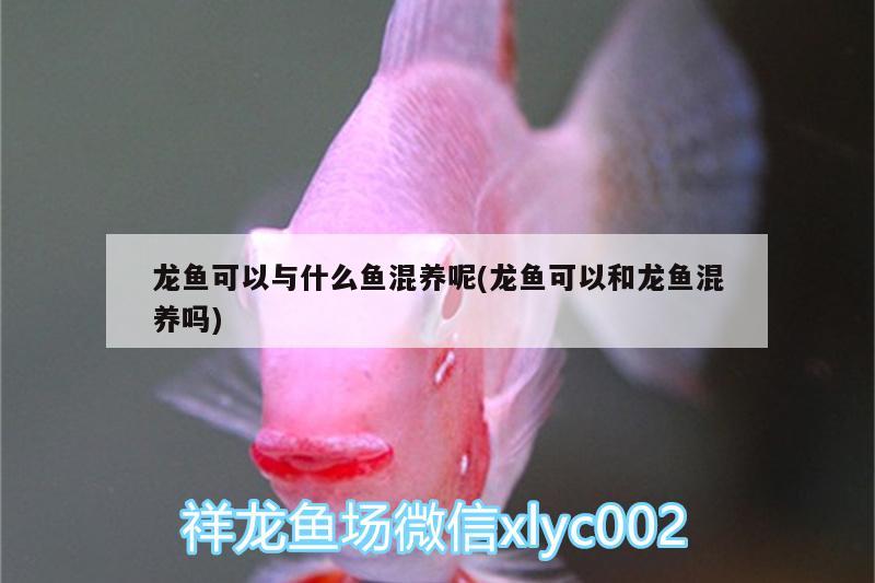 龍魚可以與什么魚混養(yǎng)呢(龍魚可以和龍魚混養(yǎng)嗎) 其他益生菌