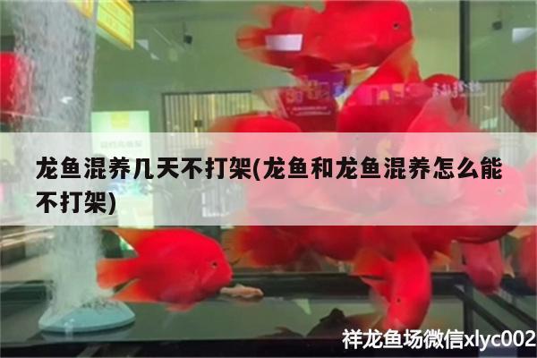 龍魚混養(yǎng)幾天不打架(龍魚和龍魚混養(yǎng)怎么能不打架)