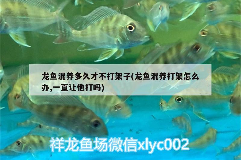 龍魚混養(yǎng)多久才不打架子(龍魚混養(yǎng)打架怎么辦,一直讓他打嗎) 古典過(guò)背金龍魚