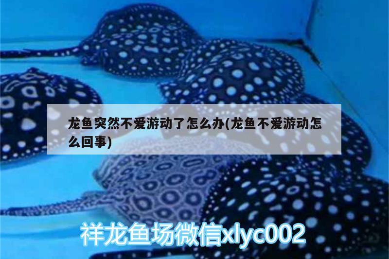 龍魚突然不愛游動了怎么辦(龍魚不愛游動怎么回事) 鸚鵡魚