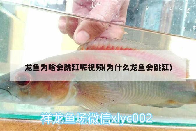 龍魚為啥會跳缸呢視頻(為什么龍魚會跳缸) 紅龍福龍魚