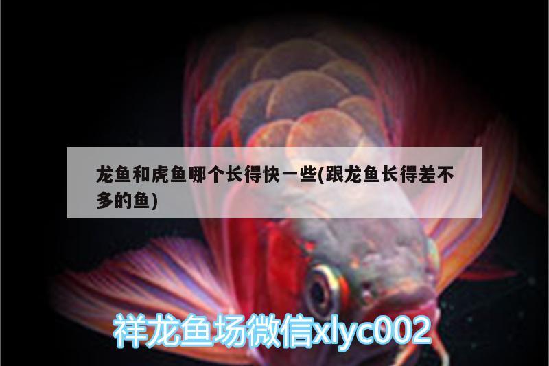 龍魚和虎魚哪個(gè)長得快一些(跟龍魚長得差不多的魚) 虎魚百科