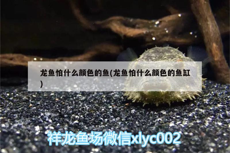 龍魚怕什么顏色的魚(龍魚怕什么顏色的魚缸) 魚糧魚藥