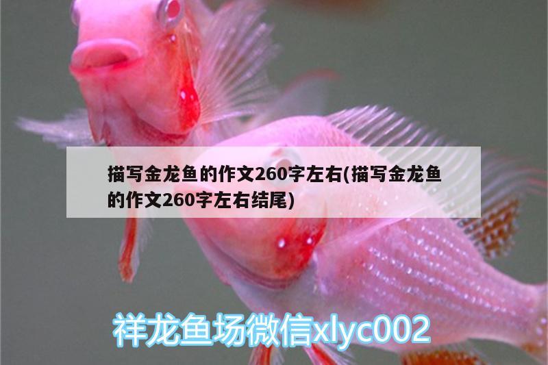 描寫(xiě)金龍魚(yú)的作文260字左右(描寫(xiě)金龍魚(yú)的作文260字左右結(jié)尾) 申古銀版魚(yú)