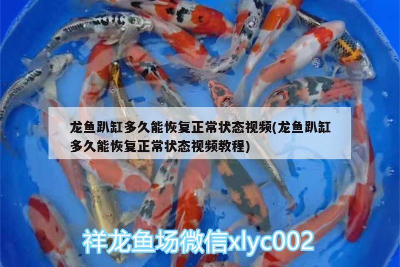 龍魚趴缸多久能恢復正常狀態(tài)視頻(龍魚趴缸多久能恢復正常狀態(tài)視頻教程) 紅魔王銀版魚