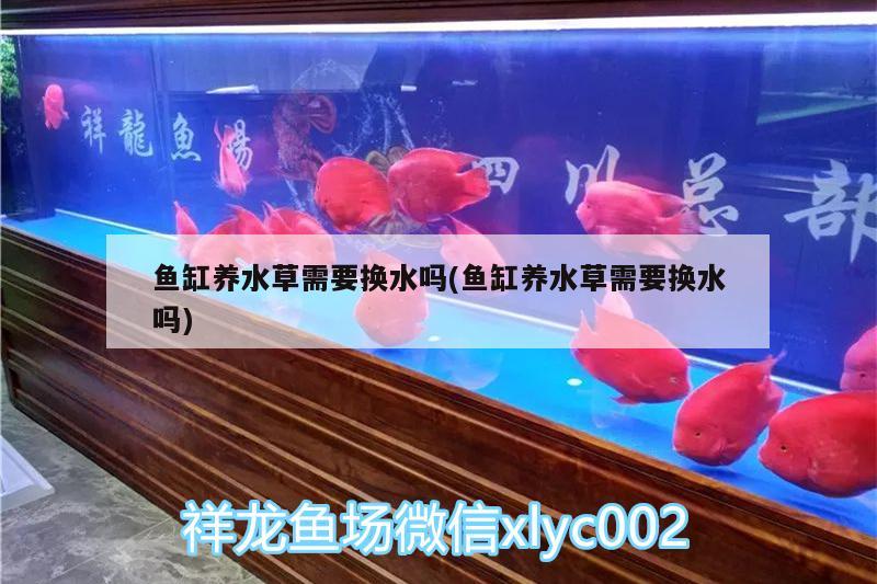 魚缸養(yǎng)水草需要換水嗎(魚缸養(yǎng)水草需要換水嗎)