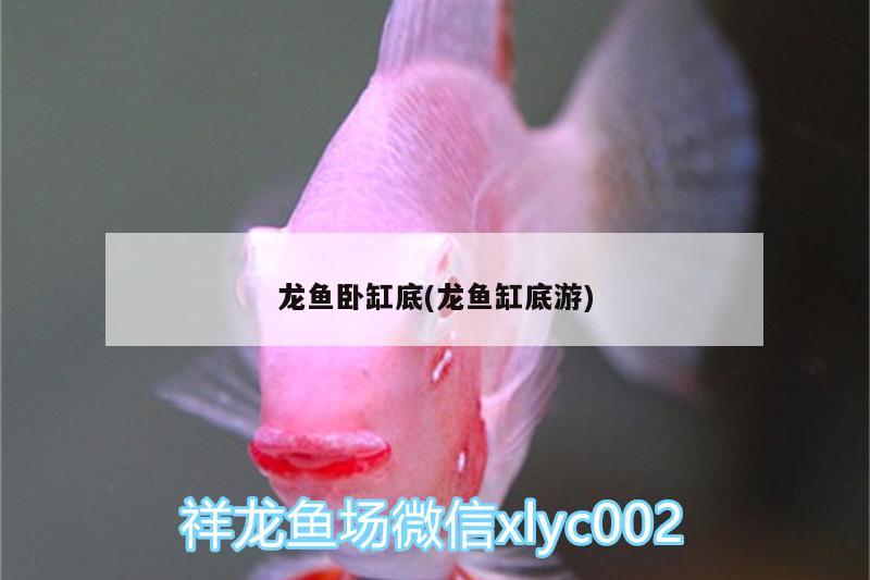 龍魚臥缸底(龍魚缸底游) 虎紋銀版魚