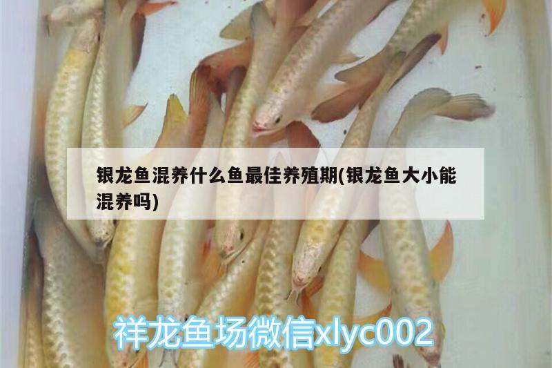 銀龍魚混養(yǎng)什么魚最佳養(yǎng)殖期(銀龍魚大小能混養(yǎng)嗎)