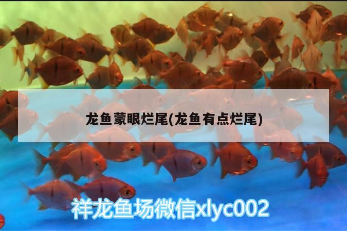 龍魚蒙眼爛尾(龍魚有點爛尾)