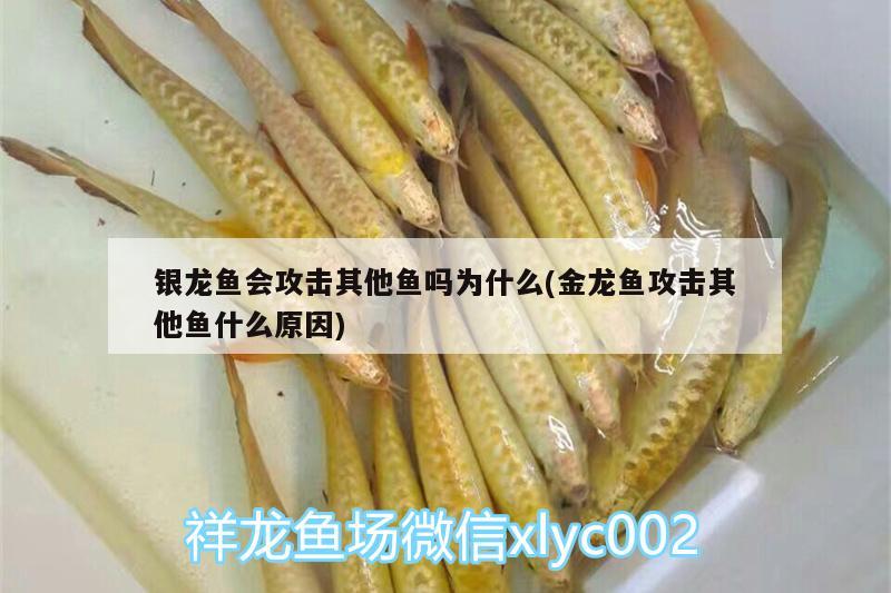 銀龍魚會(huì)攻擊其他魚嗎為什么(金龍魚攻擊其他魚什么原因)