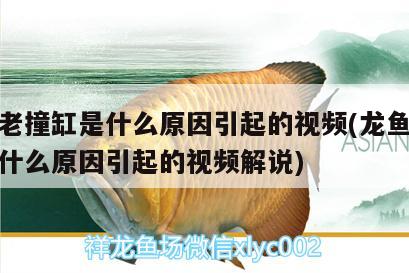 龍魚老撞缸是什么原因引起的視頻(龍魚老撞缸是什么原因引起的視頻解說) 財神鸚鵡魚